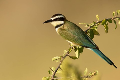 White-throated Bee-eater (Merops albicollis) perched on a branch, Samburu, Kenya