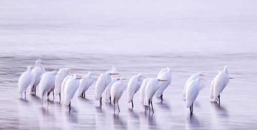 Great White Egret (Ardea alba) many birds are standing in the shallow water zone of a lake in front