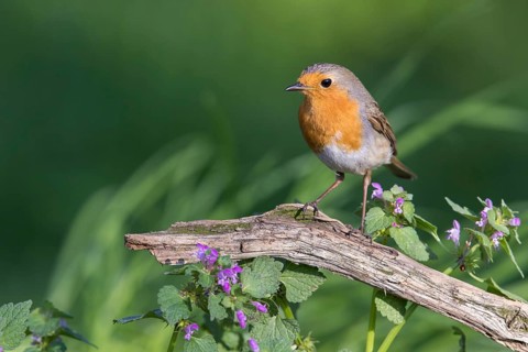 European Robin (Erithacus rubecula) perched on an old tree trunk, Poland