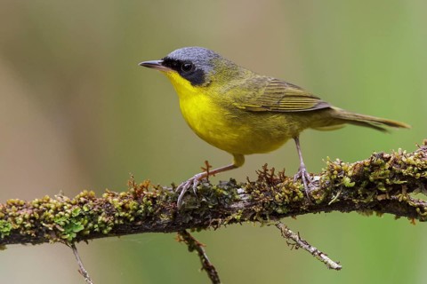 Masked Yellowthroat (Geothlypis aequinoctialis) perched on a branch in the Atlantic rainforest of