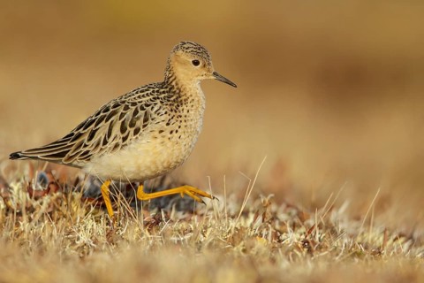 Buff-breasted Sandpiper (Calidris subruficollis) feeding on the tundra in Northern Alaska