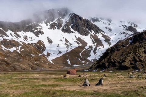 Two Antarctic Fur Seals (Arctocephalus gazella) on grass, rusty cauldron of a former whaling