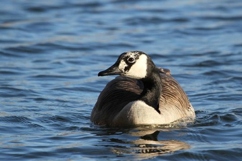 Canada Goose (Branta canadensis) female, Lower Saxony, Germany