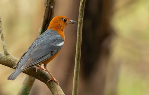 A orange-headed thrush (Geokichla citrina), Sreepur, Gazipur, bangladesh
