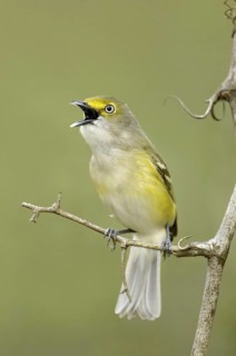White-eyed Vireo (Vireo griseus) singing, Texas, USA