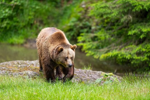 Eurasian brown bear (Ursus arctos arctos) walking on a meadow, Bavarian Forest, Bavaria, Germany