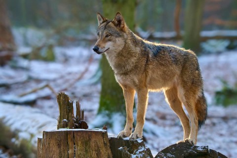 A wolf stands on a tree stump in a snowy forest and looks into the distance, Winter, Wolf (Canis