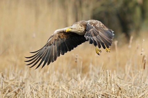 White-tailed Eagle (Haliaeetus albicilla) flying, Mecklenburg-Western Pomerania, Germany