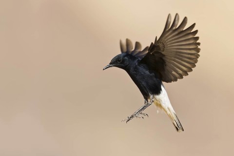 White-crowned Wheatear (Oenanthe leucopyga) juvenile flying, Eilat, Israel