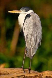 Cocoi Heron (Ardea cocoi) Pantanal Brazil