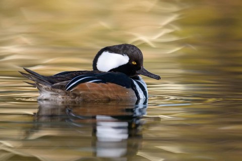 Hooded Merganser (Lophodytes cucullatus) male, Arizona, USA