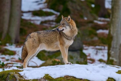 A wolf in the winter forest looks to the side in search of prey, Wolf (Canis Lupus), Germany
