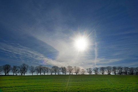 Bald lime tree (Tilia platyphyllos) backlit by the sun, Rehna, Mecklenburg-Vorpommern, Germany