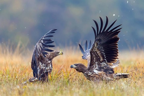 White-tailed eagle, animals, birds, birds of prey, eagle, (Haliaeetus albicill), Haliaaetus