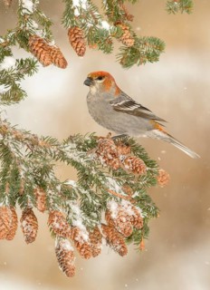 Pine Grosbeak (Pinicola enucleator) female, Alaska, USA
