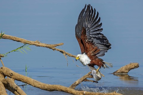 Black eagle hunting, prey, fish, (Haliaeetus vocifer), Africa, Zambia