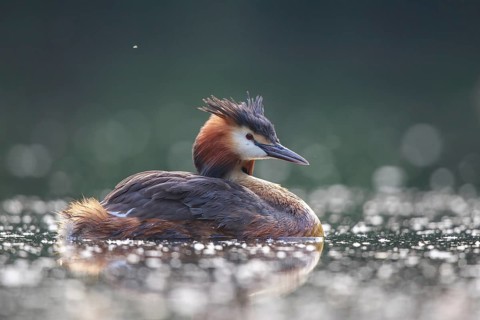Great Crested Grebe (Podiceps cristatus), North Rhine-Westphalia, Germany