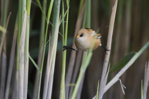 Bearded Reedling - Bartmeise - Panurus biarmicus ssp. biarmicus, Germany, juvenile
