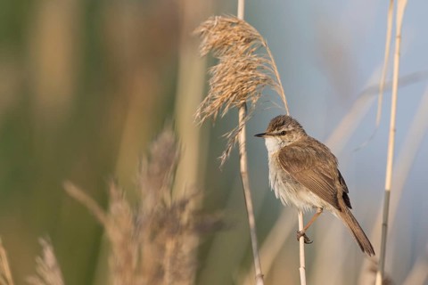 Paddyfield Warbler - Feldrohrsänger - Acrocephalus agricola ssp. septimus, Russia (Ural)