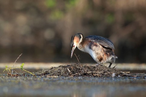 Great Crested Grebe (Podiceps cristatus) on nest, North Rhine-Westphalia, Germany