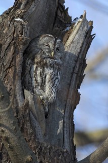 Tawny Owl (Strix aluco), Saxony, Germany