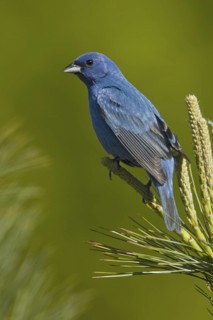 Indigo Bunting (Passerina cyanea) male, Ontario, Canada