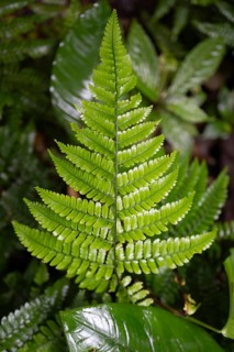 Fern leaf, tropical rainforest, Laguna de Hule, Refugio Nacional de Vida Silvestre Mixto Bosque