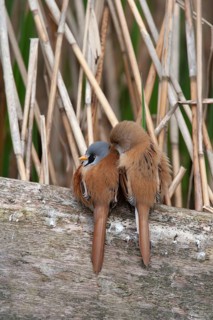 Bearded tit or reedling (Panurus biarmicus) adult male and female birds on the edge of a reedbed,