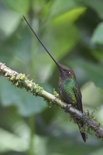 Sword-billed Hummingbird (Ensifera ensifera) perched on a branch in Ecuador, South America