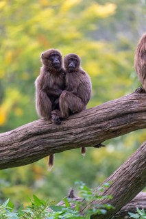 Two young Gelada (Theropithecus gelada), or bleeding-heart monkey sitting on a log grooming each