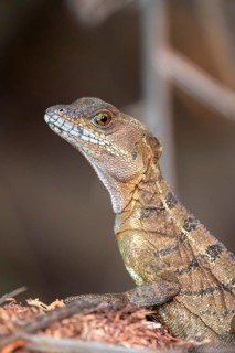 Common basilisk (Basiliscus basiliscus) adult female, Osa Peninsula, Puntarena Province, Costa Rica