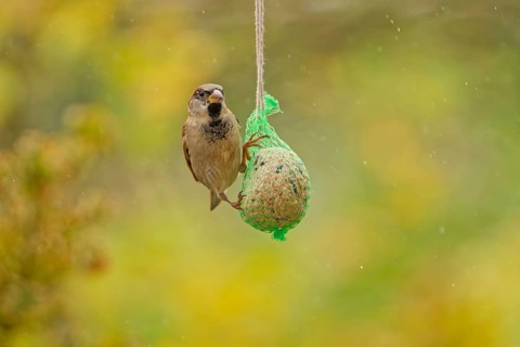 House sparrow (Passer domesticus) feeding from hanging suet feeder during light rain in autumn