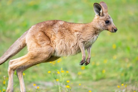 Eastern Gray Kangaroo (Macropus giganteus) youngster jumping on a meadow, captive, Germany