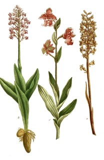 Botany, plants, orchids, a. orchis abortiva, Limodorum abortivum, also known as purple thingle, b.