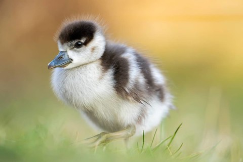 Egyptian goose (Alopochen aegyptiaca) cute chick on a meadow at the shore of a lake, Bavaria,