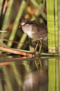 Common Moorhen (Gallinula chloropus) juvenile, Andalusia, Spain