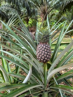 Close-up of a ripe pineapple growing amidst lush green leaves in a tropical plantation. The vibrant