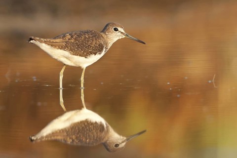 Green Sandpiper (Tringa ochropus), Greece