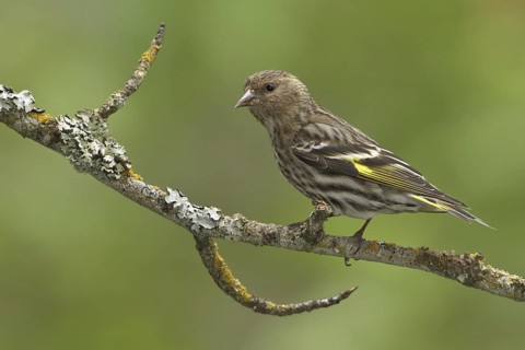 Pine Siskin (Spinus pinus), British Columbia, Canada