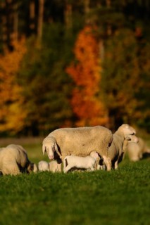 Sheep with suckling lamb on a meadow surrounded by autumn leaves, domestic sheep (Ovis orientalis