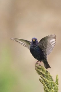 Common Starling (Sturnus vulgaris) singing, Bulgaria