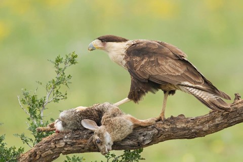 Northern Crested Caracara (Caracara cheriway) feeding on carrion, Texas, USA