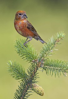 Red Crossbill (Loxia curvirostra) male, British Columbia, Canada