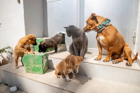 A charming scene of four dogs and a cat playing on sunlit steps. The animals exhibit curiosity and