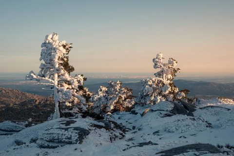 Snow-covered trees in Siete Picos, Guadarrama Mountains, near Madrid. A serene winter scene
