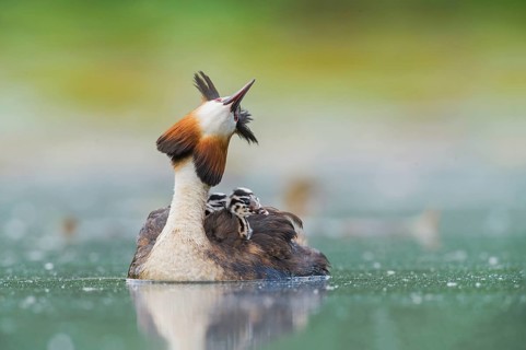 Great Crested Grebe (Podiceps cristatus) with chick, Piedmont, Italy