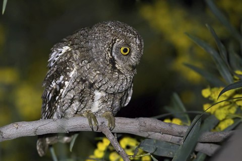 Eurasian Scops Owl (Otus scops) female, Paphos, Cyprus