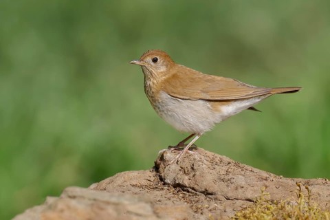 Veery (Catharus fuscescens), Texas, USA