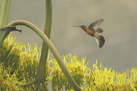 Giant Hummingbird (Patagona gigas), Ecuador