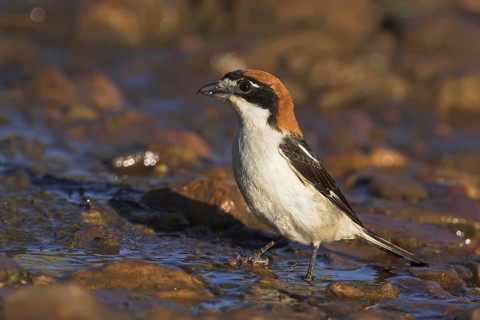 Woodchat Shrike (Lanius senator), Extremadura, Spain
